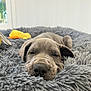 April participe au concours pour gagner de l'argent avec cette photo : animal, bed, closeup, comfort, cozy, cute, dog, ears, fluffy, fur, gray, indoor, nose, pet, puppy, relaxed, resting, sleeping, soft, young