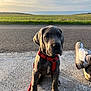 April a rejoint le concours — aidez-le/la à gagner de superbes lots ! canine, clouds, concrete, dog, field, grass, landscape, leash, outdoor, person, pet, puppy, red_harness, road, sea, shadow, shoe, sitting, sky, sunlight