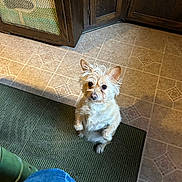 Molly is registered to the contest to win money with this photo: dog, small_dog, terrier, begging, sitting, paw_up, looking_up, ears, eyes, fluffy, indoor, kitchen, tile_floor, rug, cabinet, brown_cabinet, pet, companion, human_legs, mat