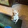 dog, small_dog, terrier, begging, sitting, paw_up, looking_up, ears, eyes, fluffy, indoor, kitchen, tile_floor, rug, cabinet, brown_cabinet, pet, companion, human_legs, mat