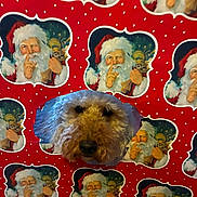 Shanny joined the competition — help win amazing prizes! dog, face, wrapping_paper, holiday, christmas, santa_claus, red_background, white_beard, festive, cute, fluffy, nose, eyes, fur, pattern, celebration, seasonal, decoration, portrait, humor