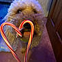 Shanny joined the competition — help win amazing prizes! dog, candy_cane, heart_shape, indoor, carpet, wooden_door, curly_fur, pet, closeup, blur, warm_lighting, floor, curious, brown, red, white, holiday, festive, cute, animal