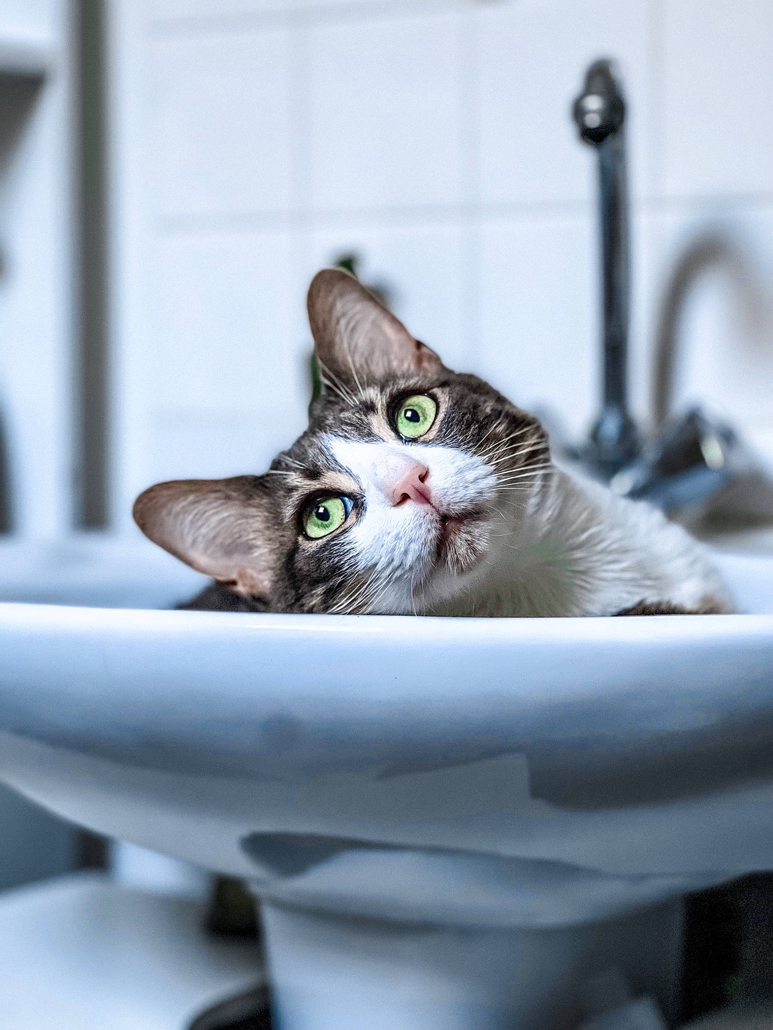 Arthas participe au concours pour gagner de l'argent avec cette photo : bathroom, carnivore, cat, domestic_short_haired_cat, felidae, fluid, fur, liquid, monochrome_photography, paw, plumbing, plumbing_fixture, sitting, small_to_medium_sized_cats, snout, tail, tap, water, whiskers, window
