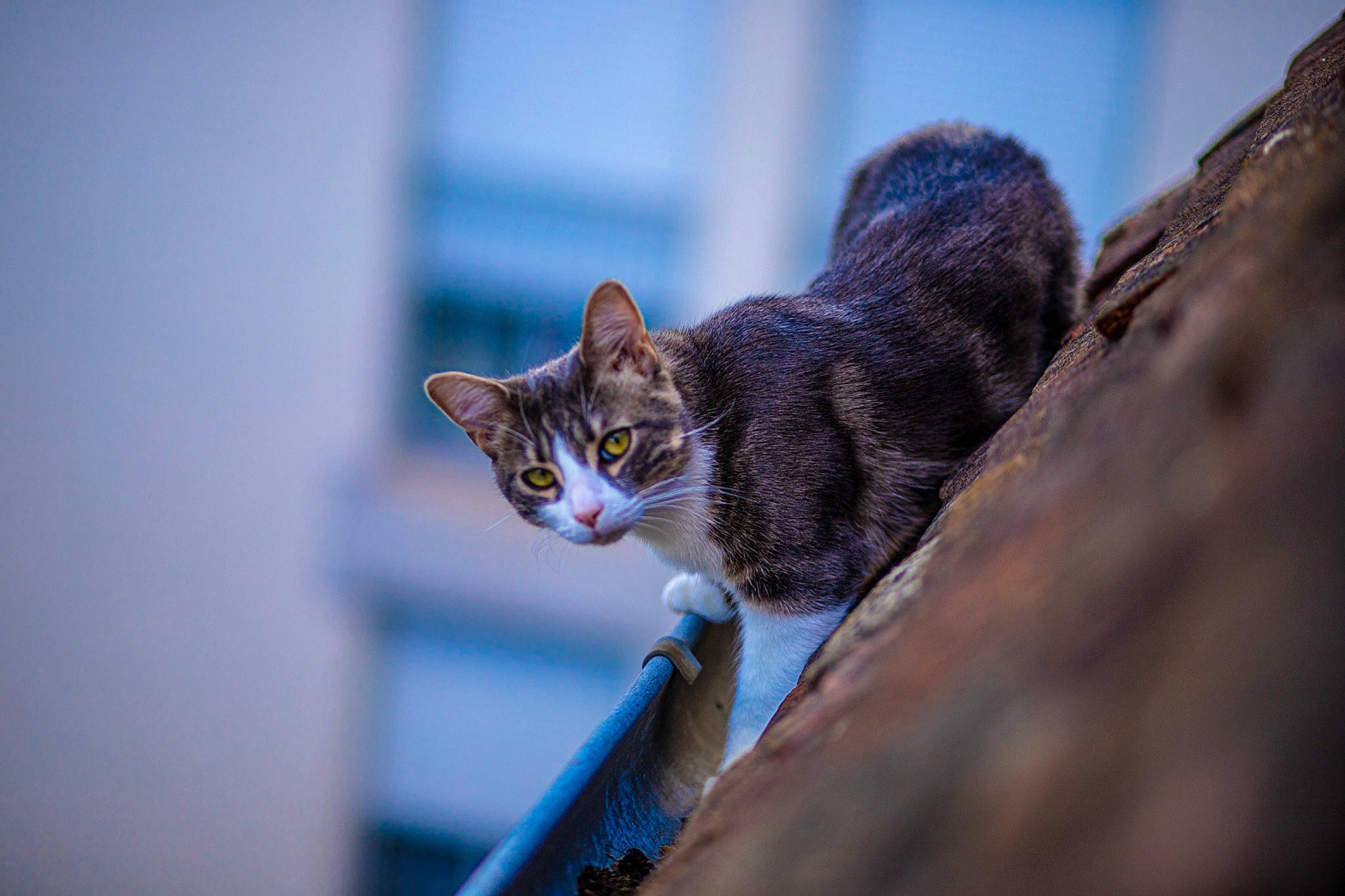 Arthas participe au concours pour gagner de l'argent avec cette photo : carnivore, cat, domestic_short_haired_cat, electric_blue, eye, felidae, fur, plant, sitting, sky, small_to_medium_sized_cats, snout, tail, terrestrial_animal, tree, twig, whiskers, wildlife, wood