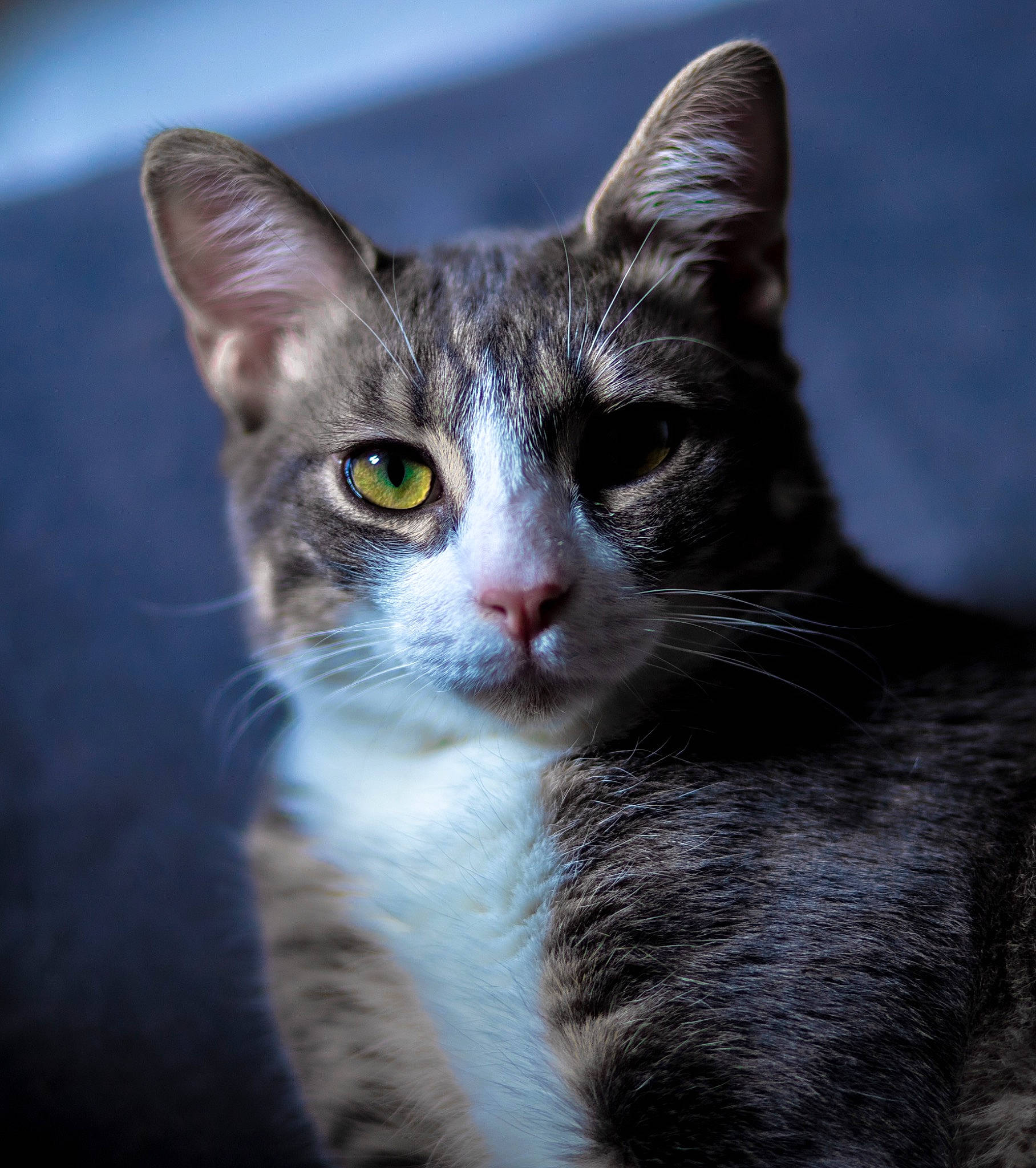 Arthas a rejoint le concours — aidez-le/la à gagner de superbes lots ! carnivore, cat, domestic_short_haired_cat, felidae, fur, head, paw, small_to_medium_sized_cats, snout, whiskers