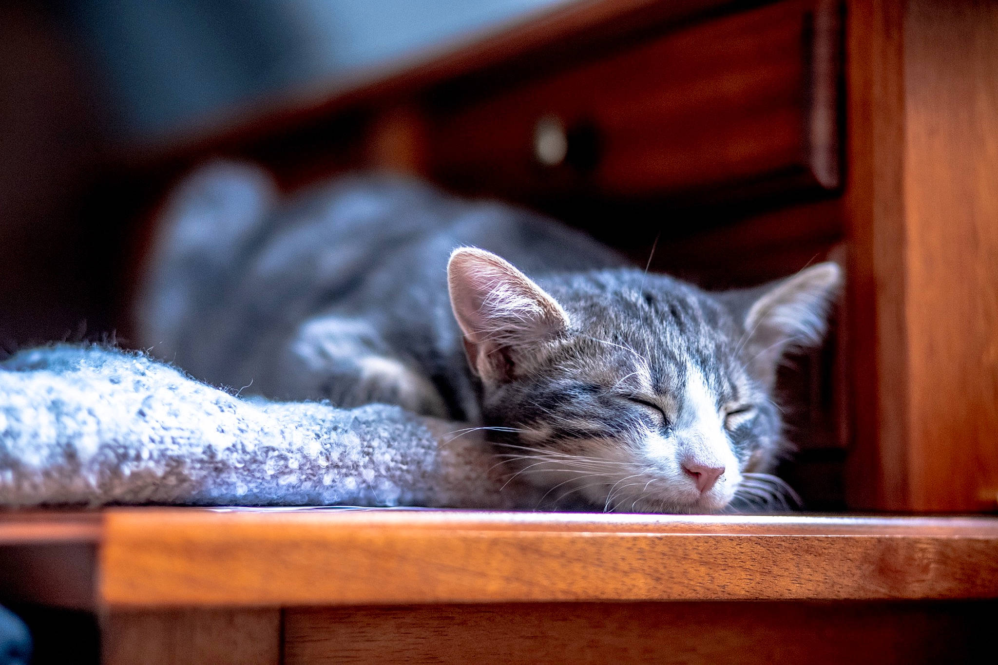 Arthas participe au concours pour gagner de l'argent avec cette photo : carnivore, cat, comfort, domestic_short_haired_cat, door, felidae, fur, grey, hardwood, nap, paw, room, sitting, small_to_medium_sized_cats, snout, tail, vehicle, whiskers, window, wood