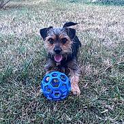 Tao a rejoint le concours — aidez-le/la à gagner de superbes lots ! dog, grass, blue_ball, pet, outdoor, playful, animal, tongue_out, garden, flower, greenery, toy, cute, small_dog, happy, fur, nature, sunlight, leisure, summer