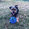 dog, grass, blue_ball, pet, outdoor, playful, animal, tongue_out, garden, flower, greenery, toy, cute, small_dog, happy, fur, nature, sunlight, leisure, summer