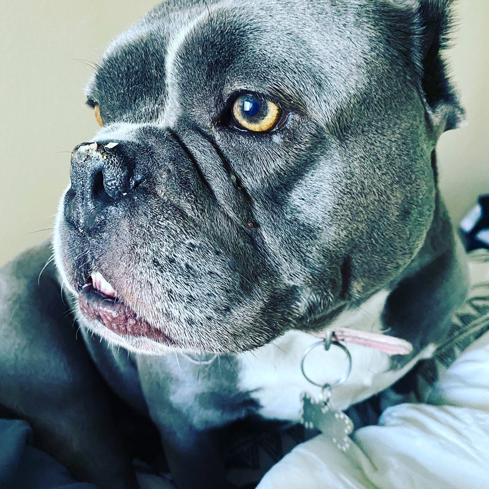 Bently joined the competition — help win amazing prizes! bulldog, canidae, carnivore, close_up, collar, companion_dog, dog, dog_breed, dog_collar, electric_blue, eye, fawn, fur, head, pet_supply, snout, sporting_group, whiskers, working_animal, wrinkle
