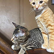 Tater is registered to the contest to win money with this photo: cat, orange_tabby, gray_tabby, pets, animal, feline, whiskers, ears, paws, wooden_surface, indoor, curious, closeup, fur, domestic_cat, two_cats, looking_away, looking_at_camera, striped, tabby
