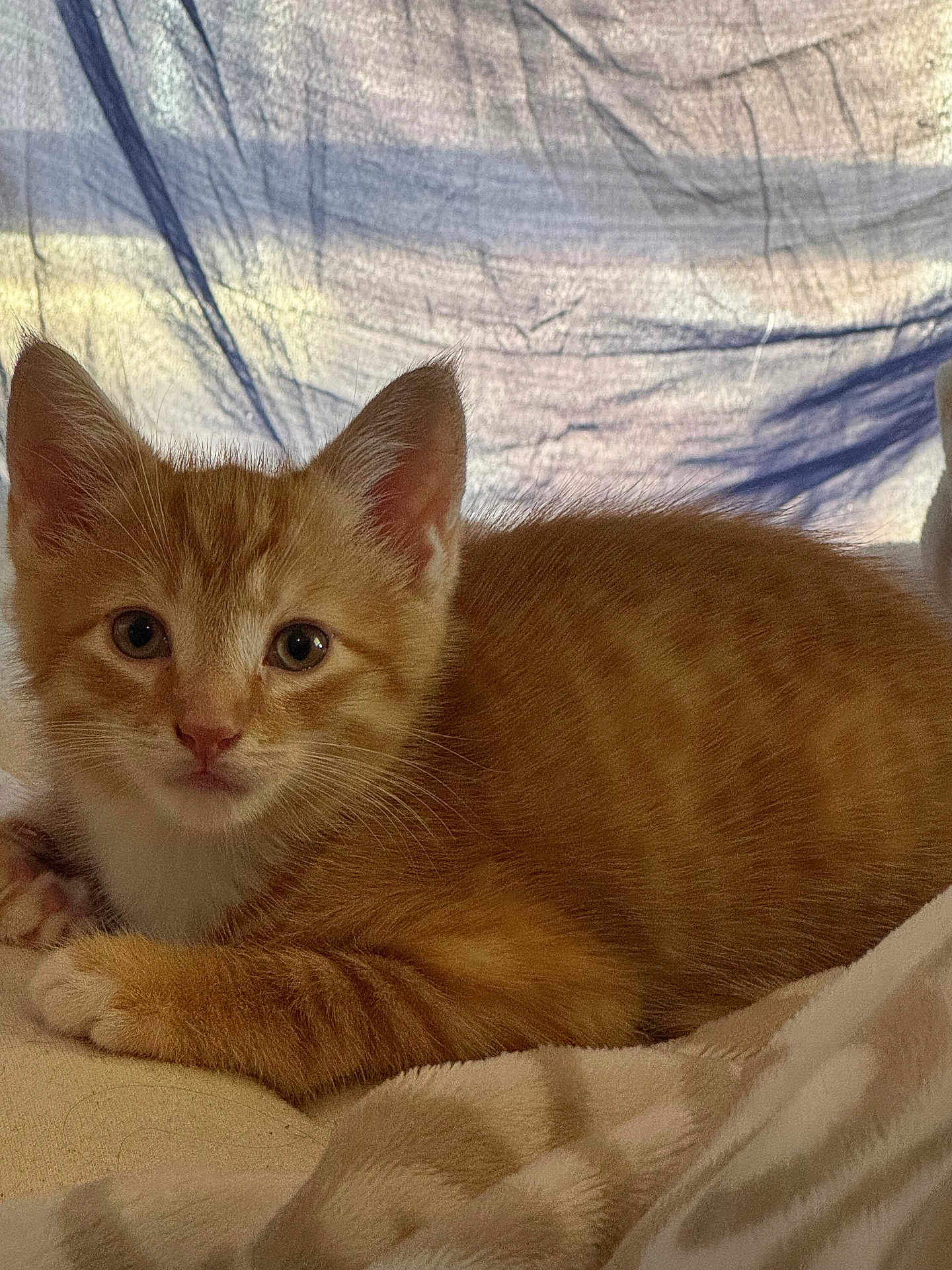 Tater joined the competition — help win amazing prizes! kitten, cat, orange_tabby, animal, pet, feline, cute, young, fur, whiskers, ears, eyes, paws, blanket, indoor, resting, cozy, close_up, portrait, soft_lighting