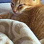 Tater is registered to the contest to win money with this photo: cat, kitten, ginger_cat, sleepy, blanket, soft_texture, cozy, indoor, pet, fur, resting, closeup, comfort, cute, animal, feline, warm, relaxed, nap, domestic_cat
