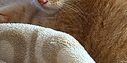Tater joined the competition — help win amazing prizes! cat, kitten, ginger_cat, sleepy, blanket, soft_texture, cozy, indoor, pet, fur, resting, closeup, comfort, cute, animal, feline, warm, relaxed, nap, domestic_cat