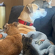 Zeus joined the competition — help win amazing prizes! animal, blanket, brown_dog, cat, companion, couch, cozy, dog, domestic, fur, furniture, gray_cat, home, indoor, multiple_animals, pet, red_collar, relaxing, resting, tabby_cat