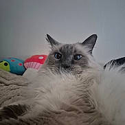 Bizcocho joined the competition — help win amazing prizes! cat, fluffy, blue_eyes, plush_toys, blanket, indoor, cozy, pet, fur, animal, cute, relaxed, whiskers, closeup, face, ears, lying_down, domestic, comfort, soft