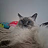 cat, fluffy, blue_eyes, plush_toys, blanket, indoor, cozy, pet, fur, animal, cute, relaxed, whiskers, closeup, face, ears, lying_down, domestic, comfort, soft