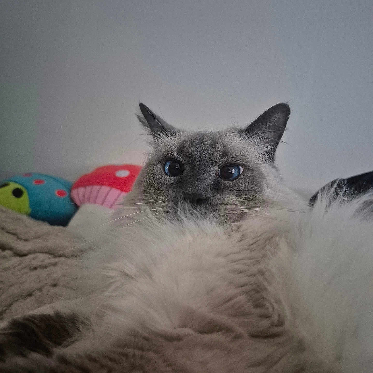 Bizcocho joined the competition — help win amazing prizes! cat, fluffy, blue_eyes, plush_toys, blanket, indoor, cozy, pet, fur, animal, cute, relaxed, whiskers, closeup, face, ears, lying_down, domestic, comfort, soft