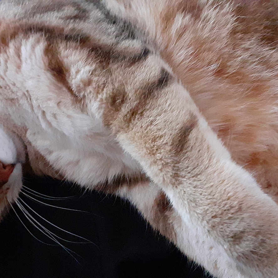 Sam participe au concours pour gagner de l'argent avec cette photo : animal, cat, close_up, cozy, cute, domestic_cat, feline, fur, indoor, lying_down, mammal, paws, pet, relaxed, resting, sleepy, soft, striped, tabby, whiskers