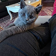 Anarchy participe au concours pour gagner de l'argent avec cette photo : kitten, gray_cat, indoor, curious, jeans, person, furniture, sofa, coffee_table, rug, pet, cute, animal, small, young, looking, sitting, cozy, domestic, home