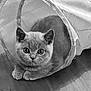 Anarchy participe au concours pour gagner de l'argent avec cette photo : kitten, cat, pet, animal, cute, feline, indoor, tunnel, curious, fur, whiskers, ears, paws, floor, black_and_white, playful, domestic, young, portrait, closeup
