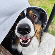 Stella a rejoint le concours — aidez-le/la à gagner de superbes lots ! dog, close_up, nose, smiling, teeth, white_cloth, outdoor, grass, blurred_background, black_fur, brown_fur, white_fur, happy, pet, canine, animal, tongue, whiskers, wood, stone