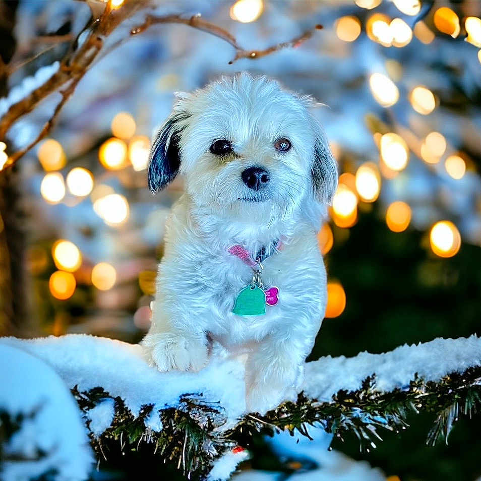 Luna joined the competition — help win amazing prizes! adorable, bokeh, branch, christmas_lights, closeup, collar, cute, dog, festive, fur_texture, holiday, outdoor, paw, pet, portrait, small_dog, snow, tag, white_fur, winter