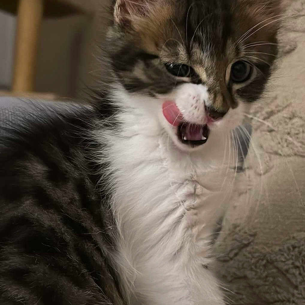 Potter participe au concours pour gagner de l'argent avec cette photo : abyssinian, angora, animal, bodypart, cat, couch, egyptiancat, face, furniture, head, kitten, manx, mouth, person, pet, teeth, tongue