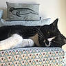 cat, black_and_white_cat, lying_down, cushion, pillow, patterned_fabric, seal_illustration, indoor, relaxed, pet, whiskers, fur, animal, home, resting, soft_light, close_up, cozy, sleepy, feline