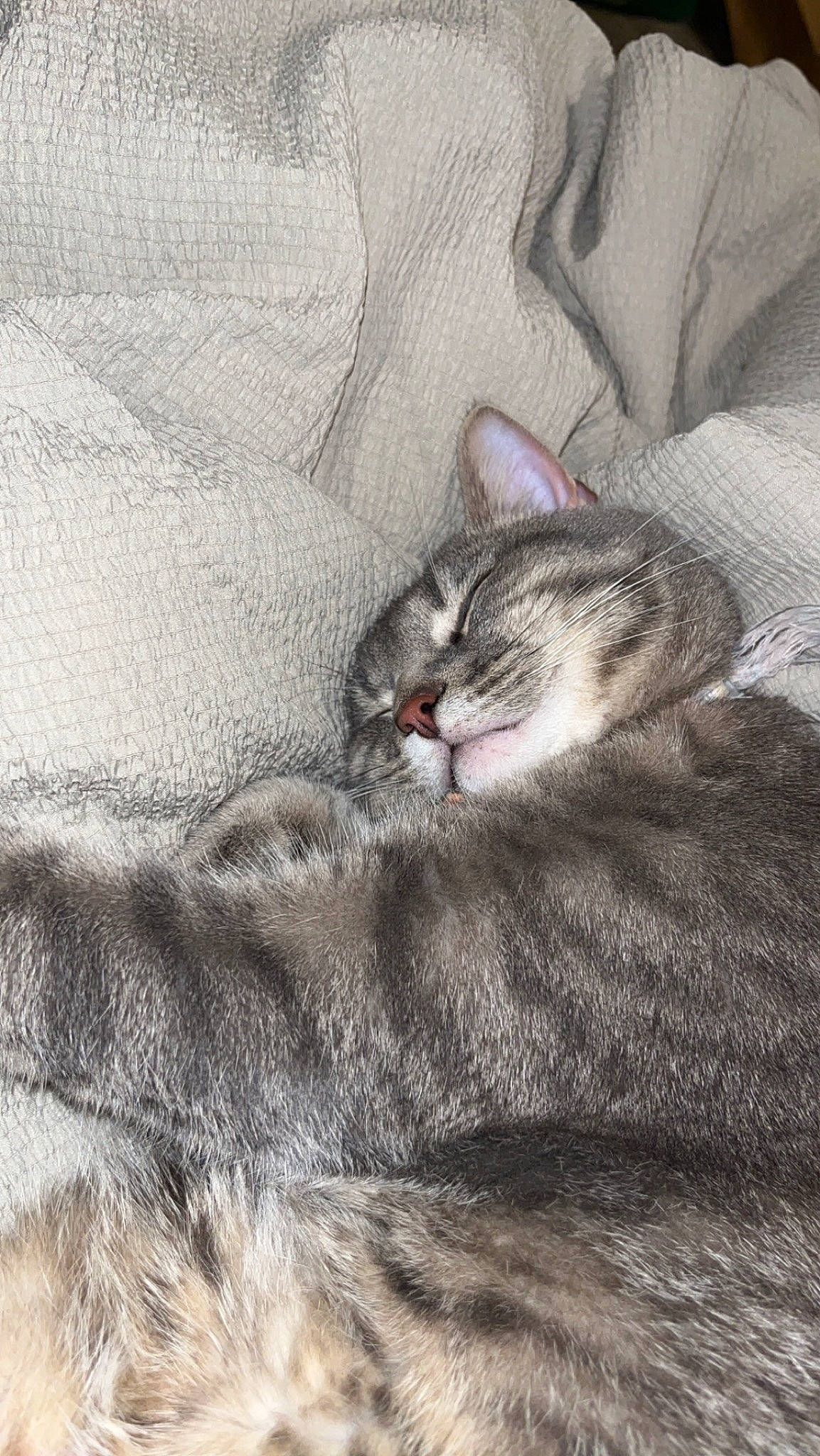 Agatha joined the competition — help win amazing prizes! art, carnivore, cat, claw, comfort, domestic_short_haired_cat, felidae, fur, grey, paw, small_to_medium_sized_cats, snout, tail, terrestrial_animal, tree, whiskers, wildlife, window