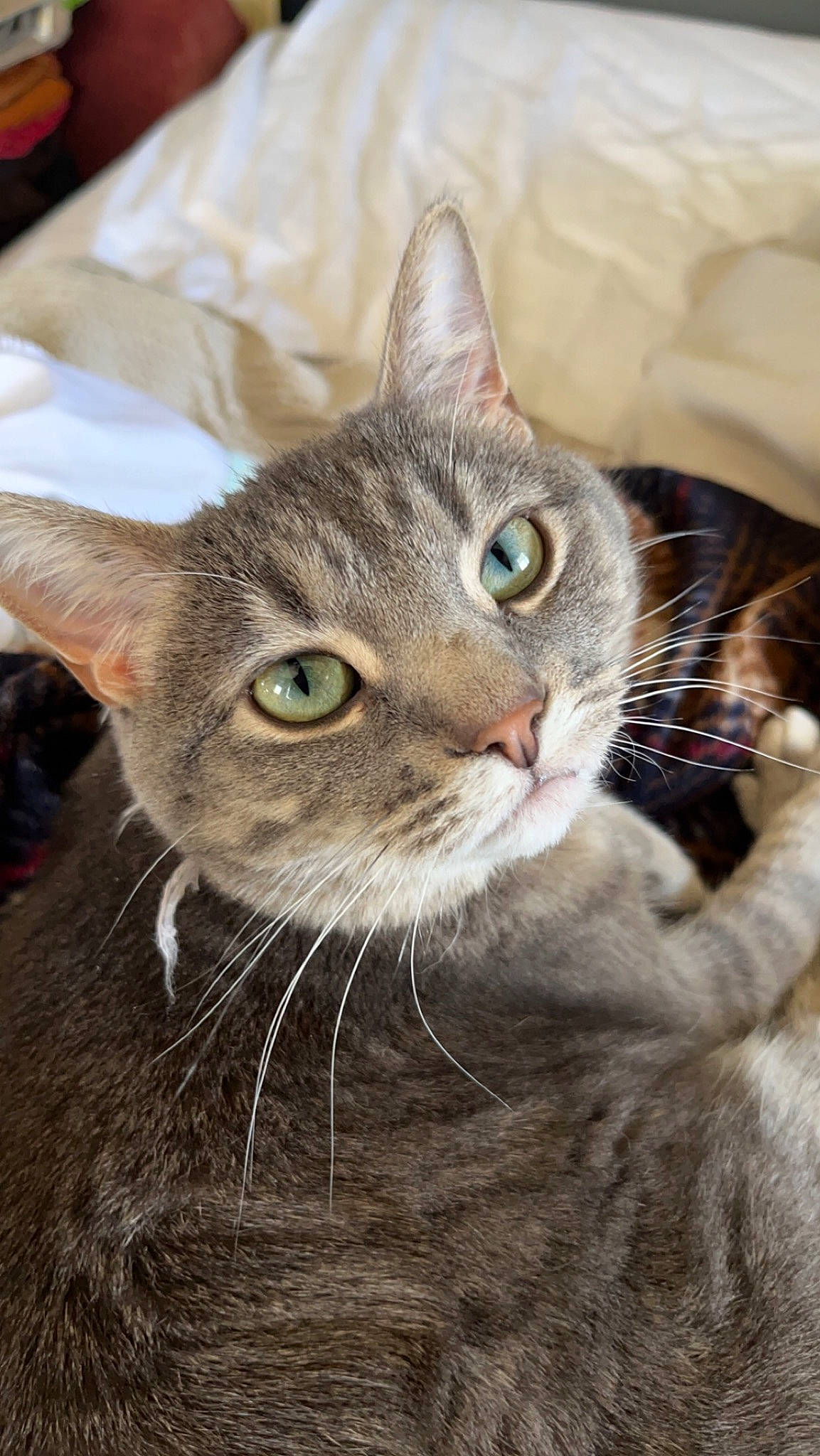 Agatha joined the competition — help win amazing prizes! carnivore, cat, close_up, domestic_short_haired_cat, ear, felidae, fur, small_to_medium_sized_cats, snout, terrestrial_animal, whiskers, wildlife