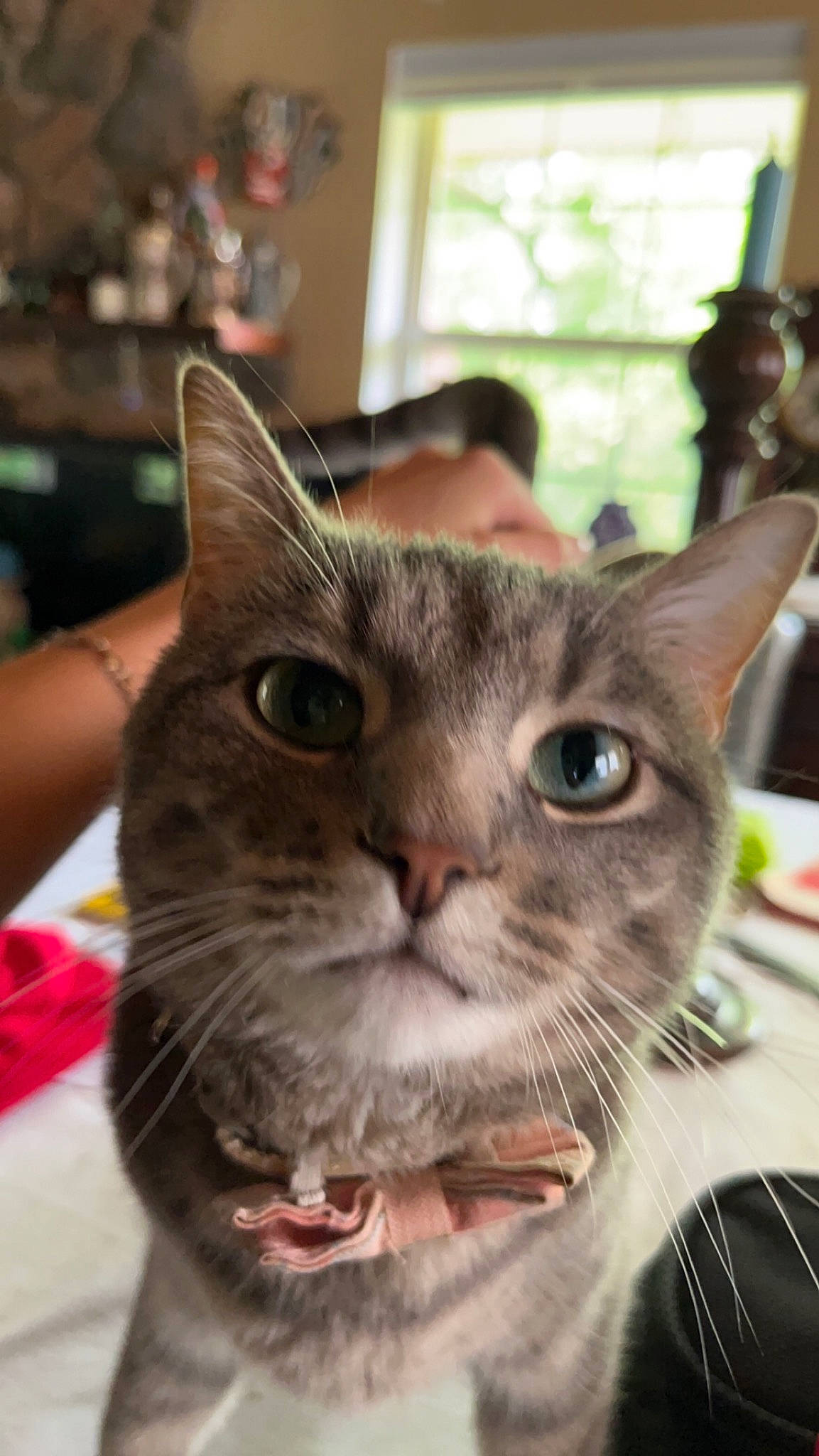 Agatha is registered to the contest to win money with this photo: carnivore, cat, cat_supply, collar, domestic_short_haired_cat, ear, fang, felidae, fur, pet_supply, plant, small_to_medium_sized_cats, snout, whiskers, window