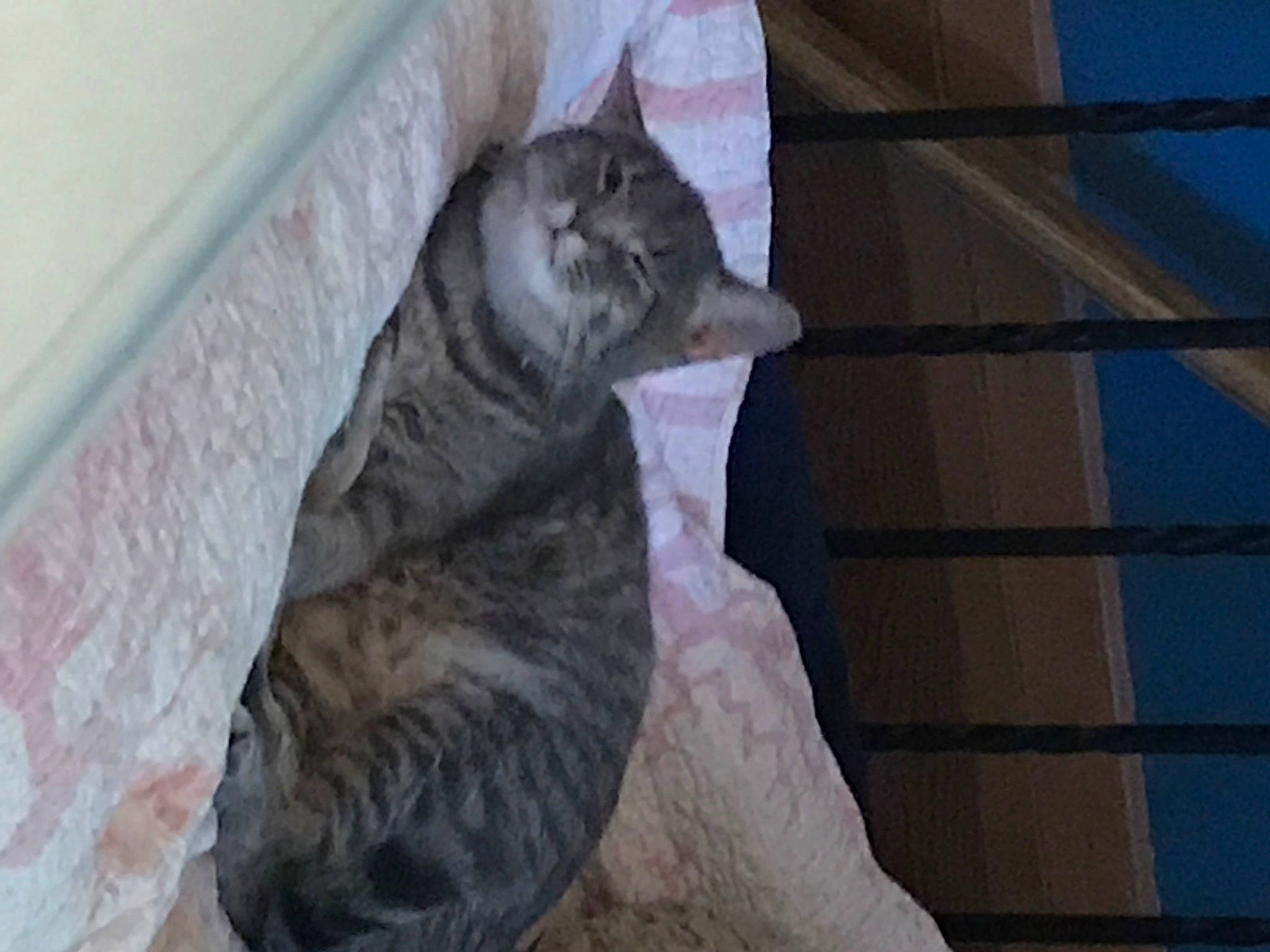 Agatha joined the competition — help win amazing prizes! carnivore, cat, domestic_short_haired_cat, felidae, fur, grey, paw, small_to_medium_sized_cats, snout, tail, terrestrial_animal, whiskers