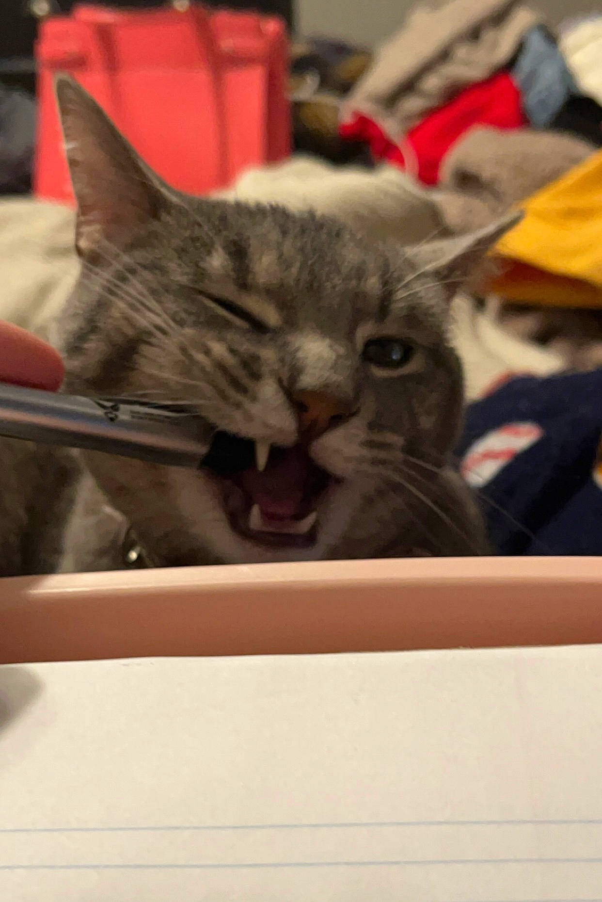 Agatha joined the competition — help win amazing prizes! carnivore, cat, claw, comfort, domestic_short_haired_cat, felidae, fur, nap, paw, small_to_medium_sized_cats, snout, terrestrial_animal, whiskers, window