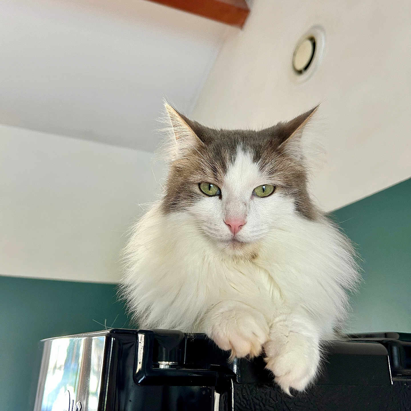 Goupix a rejoint le concours — aidez-le/la à gagner de superbes lots ! cat, fluffy, white, gray, green_eyes, indoor, appliance, lounging, calm, curious, feline, pet, domestic_animal, close_up, portrait, household, relaxed, fur, whiskers, ears