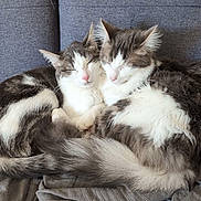 Goupix a rejoint le concours — aidez-le/la à gagner de superbes lots ! cat, cats, sleeping, cuddling, gray_couch, fluffy, pets, domestic_animals, fur, relaxation, cozy, indoor, animal_pair, resting, cute, companionship, whiskers, nap, feline, soft