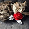 Goupix participe au concours pour gagner de l'argent avec cette photo : cat, feline, pet, animal, couch, gray_fabric, toy, crocheted, turtle, red, white, resting, relaxed, indoor, fur, whiskers, ears, paw, cute, cozy