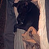 animal, bed, black_dog, blanket, canine, comfort, cozy, cushion, dog, domestic_animal, fur, indoor, night, paw, paw_print, pet_bed, quiet, relaxation, resting, sleeping