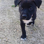 Bulma participe au concours pour gagner de l'argent avec cette photo : dog, puppy, black_puppy, close_up, outdoor, gravel, walking, curious, nose, paw, tail, ears, pet, domestic_animal, blurred, motion_blur, cute, young, front_view, foreground_subject