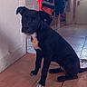 animal, black_dog, casual, clothing, coat, curious, cute, dog, domestic, door, floor, hallway, indoor, light, pet, shadow, sitting, text_overlay, timestamp, wooden_floor