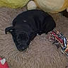 animal, black_dog, blanket, comfort, cozy, cushion, cute, dog, fur, indoor, napping, pet, plush_toy, puppy, resting, rope_toy, sleeping, small_dog, soft, toy