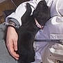 dog, puppy, black_puppy, sleeping, lap, human_hand, white_jacket, bracelet, collar, cozy, indoor, pet, resting, fabric, zipper, backpack, hardwood_floor, gray_pants, arm, sitting