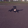 animal, asphalt, building, canine, car, daytime, dog, grass, leisure, nature, outdoor, parked_car, pet, relaxed, road, shadow, sidewalk, sunny, tree, urban