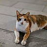 animal, calico, cat, closeup, curious, cute, domestic, ears, feline, floor, fur, indoor, laying_down, looking, mammal, paws, pet, resting, tiles, whiskers
