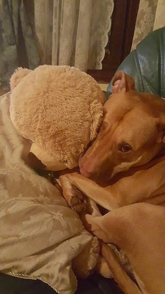 Darcie joined the competition — help win amazing prizes! canidae, carnivore, comfort, companion_dog, curtain, dog, dog_breed, fawn, felidae, fur, livestock, nap, sleep, snout, sporting_group, terrestrial_animal, toy_dog, whiskers, wood, working_animal