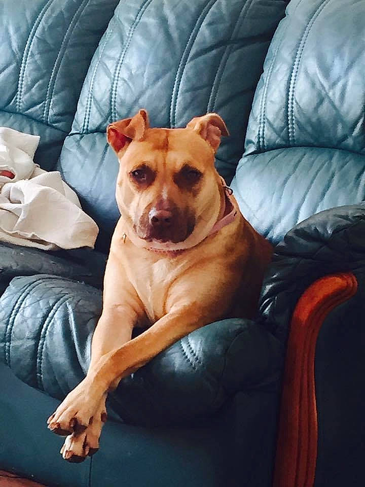 Darcie joined the competition — help win amazing prizes! carnivore, chair, collar, comfort, companion_dog, couch, dog, dog_breed, dog_collar, dog_supply, fawn, furniture, pillow, sitting, snout, toy_dog, water, whiskers, wood, working_animal