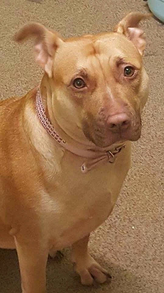 Darcie is registered to the contest to win money with this photo: ancient_dog_breeds, canidae, carnivore, collar, companion_dog, dog, dog_breed, dog_collar, ear, fawn, liver, non_sporting_group, pet_supply, snout, sporting_group, terrestrial_animal, whiskers, working_animal, working_dog, wrinkle