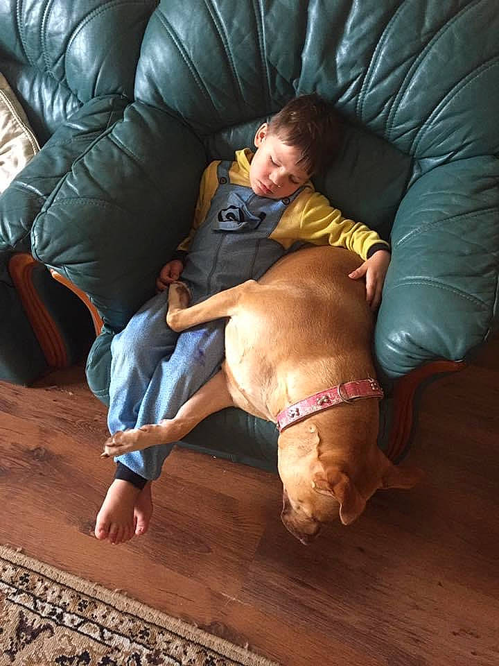 Darcie joined the competition — help win amazing prizes! carnivore, comfort, companion_dog, couch, dog, dog_breed, fawn, flooring, fun, furniture, hardwood, human_leg, knee, lap, leg, living_room, pillow, thigh, wood, working_animal