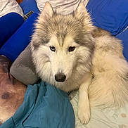 Tana a rejoint le concours — aidez-le/la à gagner de superbes lots ! dog, husky, blue_eye, brown_eye, bed, blanket, pillow, indoor, fur, pet, canine, relaxed, resting, comfort, cozy, wooden_wall, animal, sleepy, cute, companion