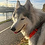 Tana participe au concours pour gagner de l'argent avec cette photo : dog, husky, outdoor, sunlight, water, pathway, harness, fur, animal, pet, nature, sky, clouds, grass, walk, happy, canine, portrait, daytime, scenery