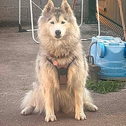 Tania a rejoint le concours — aidez-le/la à gagner de superbes lots ! dog, fluffy, harness, sitting, outdoor, pavement, blue_container, metal_structure, calm, pet, canine, fur, animal, backyard, leisure, domestic, companionship, guard, alert, portrait
